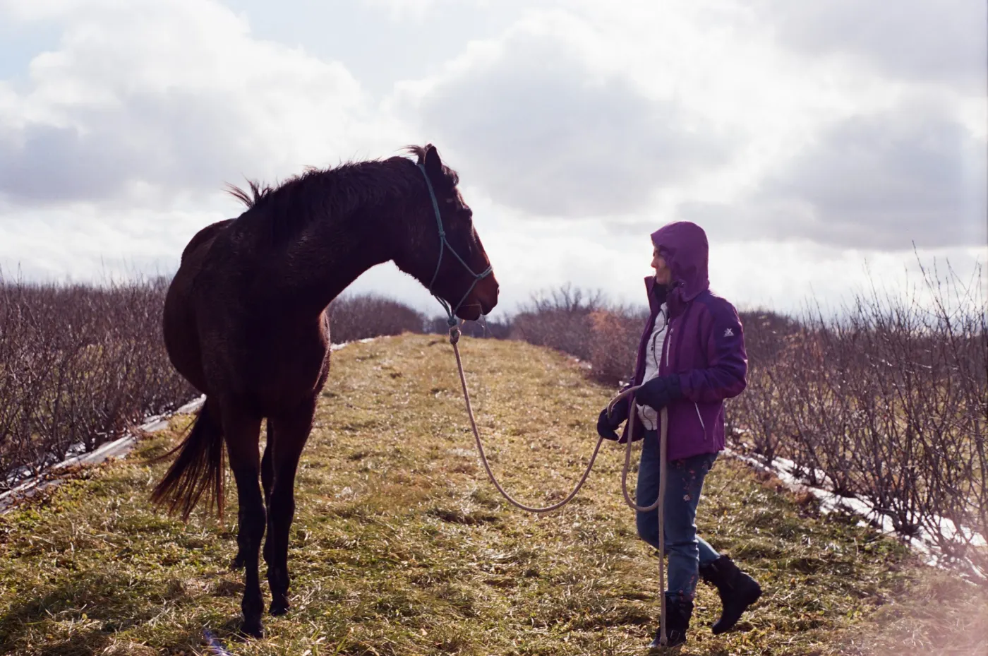 Walking a horse between the rows of aronia bushes