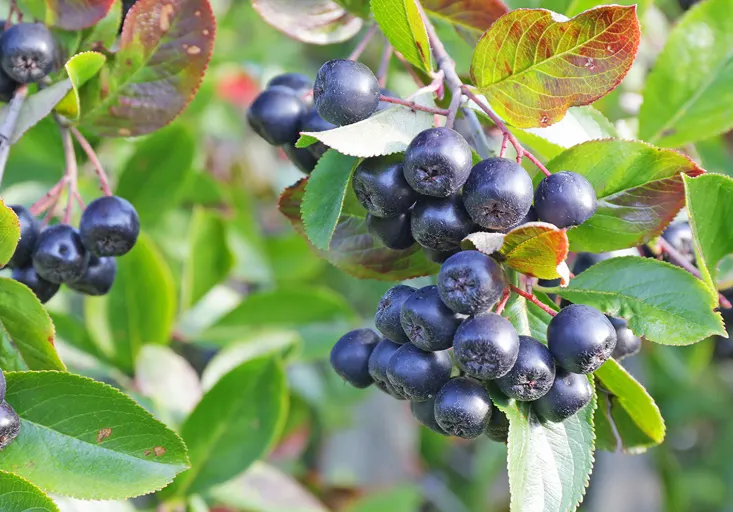 Ripe aronia berries on the bush