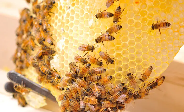 Honeybees on a comb