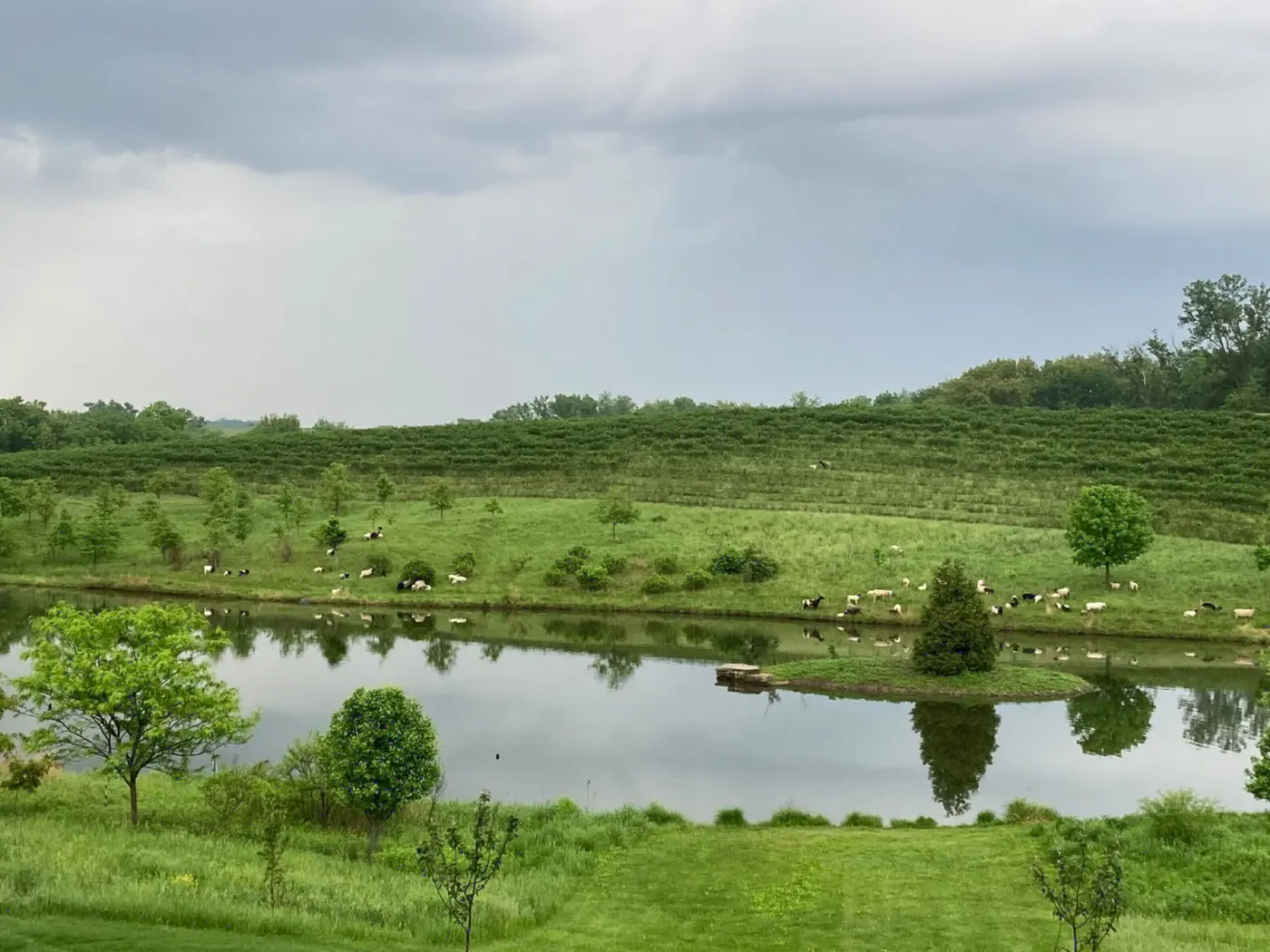 The largest pond, with aronia rows and grazing sheep on the hillside