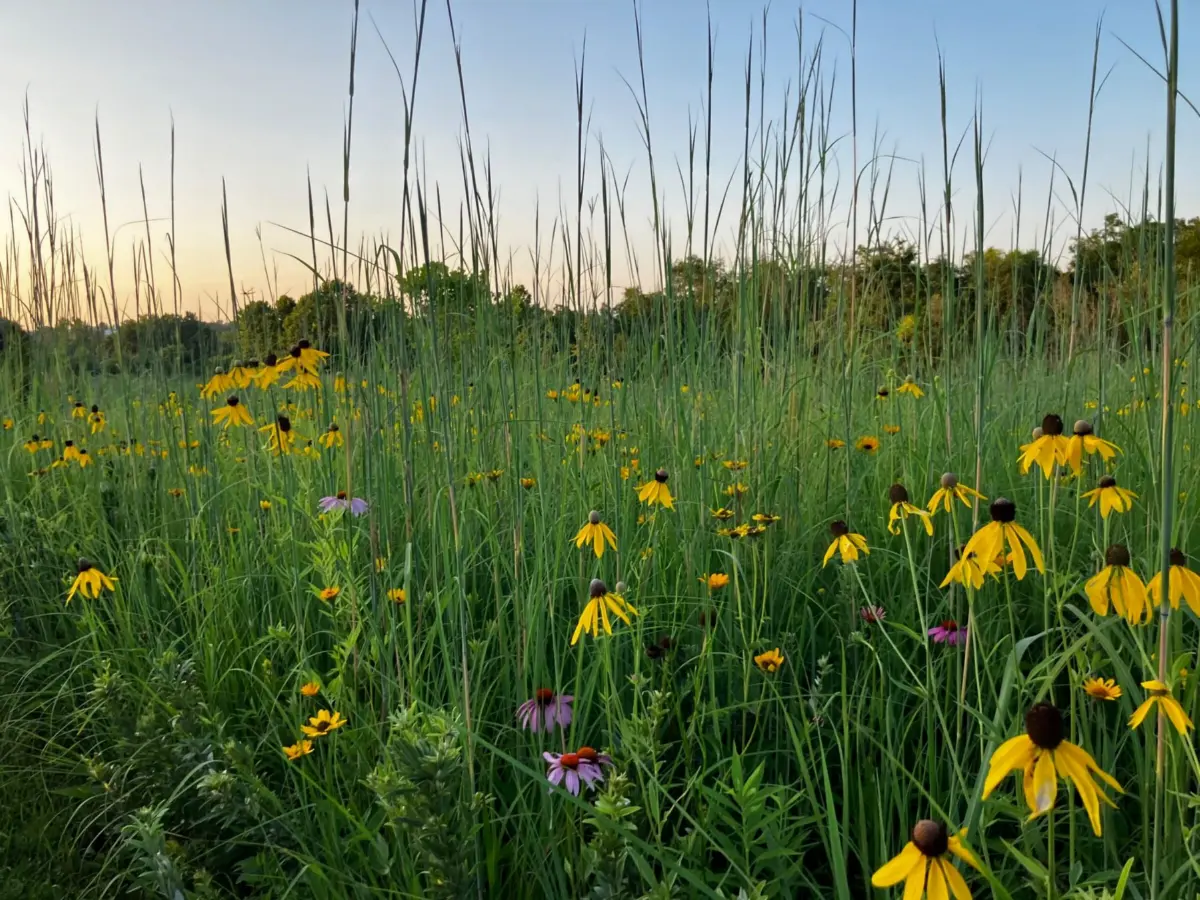Coneflowers and tall grasses in the restored prairie