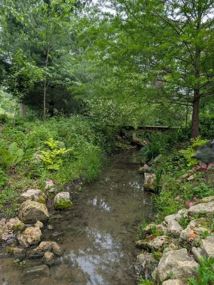 The spring-fed stream through the woods