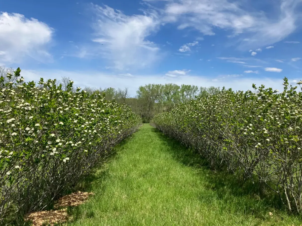 Rows of aronia bushes in bloom