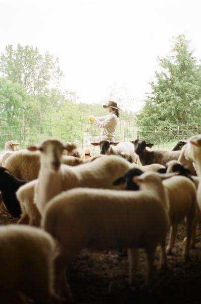 Flock of sheep