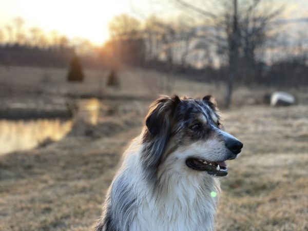 Farm dog at sunrise
