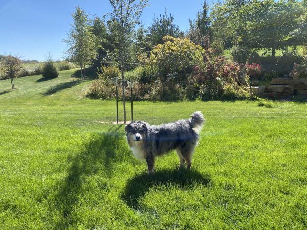 Farm dog in the garden
