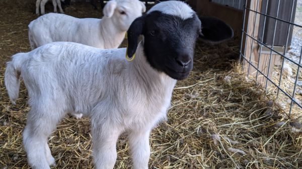Dorper lambs