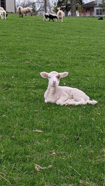 Lamb in the pasture
