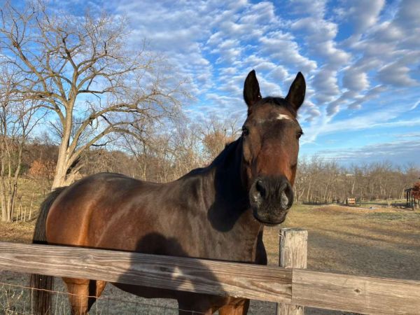 Horse at the fence