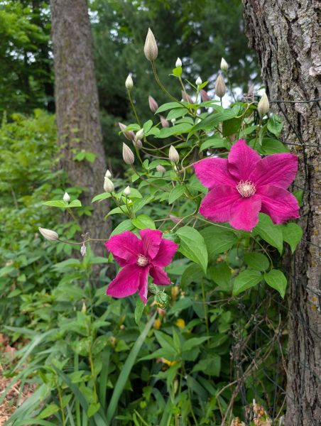 Clematis in bloom