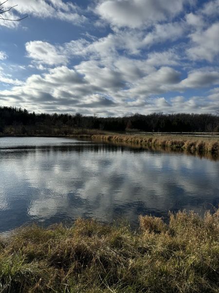 Pond reflections