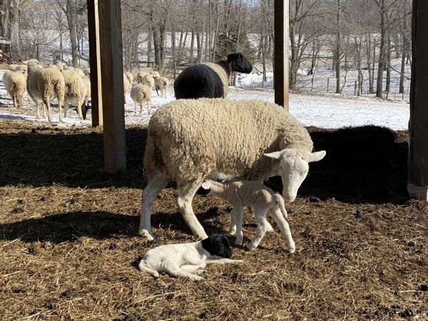 Ewe and lambs in the barn
