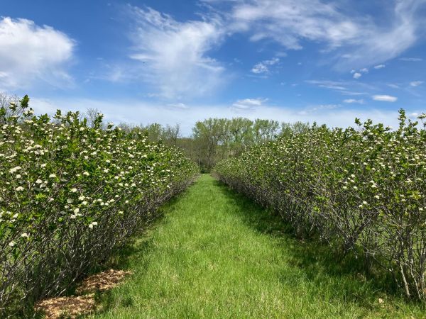 Aronia rows in bloom