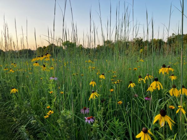 Restored prairie