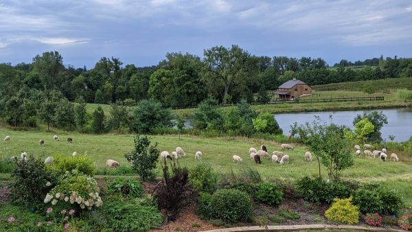 Sheep grazing by the barn